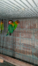 love bird